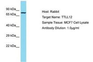 Image no. 1 for anti-Tubulin tyrosine Ligase-Like Family, Member 12 (TTLL12) (AA 73-122) antibody (ABIN6750588) (TTLL12 抗体  (AA 73-122))