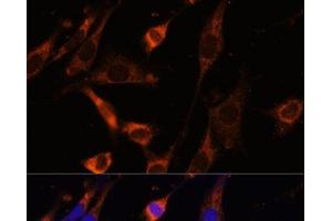 Immunofluorescence analysis of NIH-3T3 cells using CKMT1B Polyclonal Antibody at dilution of 1:100 (40x lens). (CKMT1B 抗体)