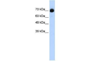 WB Suggested Anti-CXXC1 Antibody Titration:  0. (CXXC1 抗体  (C-Term))