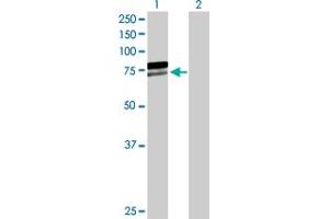 Western Blot analysis of AIFM1 expression in transfected 293T cell line by AIFM1 MaxPab polyclonal antibody. (AIF 抗体  (AA 1-613))