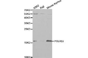 Western blot analysis of extracts of various cell lines, using POLR2J antibody (ABIN5970942) at 1/1000 dilution. (POLR2J 抗体)