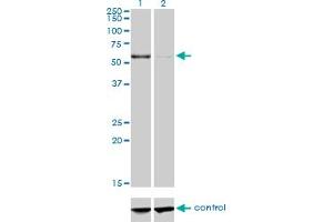 Western Blotting (WB) image for anti-Copine I (CPNE1) (AA 111-210) antibody (ABIN563877)