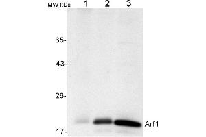 From left to right: Nicotiana tabacum protoplast total protein with Triton X100, 0. (ARF1 抗体)