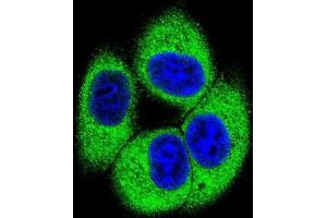 Immunofluorescence (IF) image for anti-Testis Specific Serine Kinase 4 (TSSK4) antibody (ABIN2996104) (TSSK4 抗体)