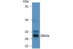 Western blot analysis of Mouse Liver Tissue. (F12 抗体  (AA 352-587))