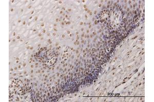 Immunostaining (ISt) image for anti-KH-Type Splicing Regulatory Protein (KHSRP) (AA 151-239) antibody (ABIN522041)