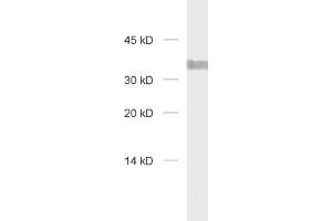 dilution: 1 : 1000, sample: HELA Lysate (Syntaxin 7 抗体  (Cytoplasmic Domain))