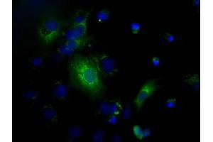 Anti-C17orf28 mouse monoclonal antibody (ABIN2452864) immunofluorescent staining of COS7 cells transiently transfected by pCMV6-ENTRY C17orf28 (RC206740). (HID1/DMC1 抗体)