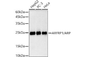 Western blot analysis of extracts of various cell lines, using /ARP antibody (ABIN7265490) at 1:1000 dilution. (ARFRP1 抗体)
