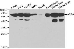 Western blot analysis of extracts of various cell lines, using ARSA antibody. (Arylsulfatase A 抗体  (AA 210-509))
