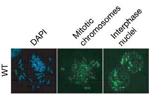 Immunofluorescence (IF) image for anti-5-Methylcytosine antibody (ABIN2451915) (5-Methylcytosine 抗体)