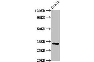Western Blot Positive WB detected in: Mouse brain tissue All lanes: ORAI1 antibody at 3. (ORAI1 抗体  (AA 1-87))