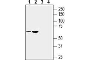 Western blot analysis of mouse (lanes 1 and 3) and rat (lanes 2 and 4) brain membranes: - 1,2. (SLC17A9 抗体  (Intracellular, Loop 2))
