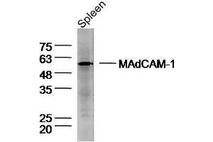 Mouse spleen lysates probed with Rabbit Anti-MAdCAM-1 Polyclonal Antibody, Unconjugated  at 1:300 overnight at 4˚C. (MADCAM1 抗体  (AA 151-250))
