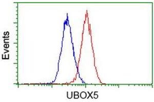Image no. 1 for anti-U-Box Domain Containing 5 (UBOX5) (AA 1-130), (AA 419-487) antibody (ABIN1490569) (UBOX5 抗体  (AA 1-130, AA 419-487))