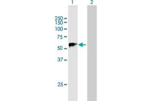 Western Blot analysis of TRIM22 expression in transfected 293T cell line by TRIM22 MaxPab polyclonal antibody. (TRIM22 抗体  (AA 1-498))