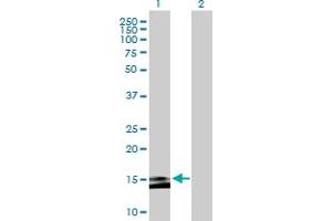 Western Blot analysis of MS4A15 expression in transfected 293T cell line by MS4A15 MaxPab polyclonal antibody.