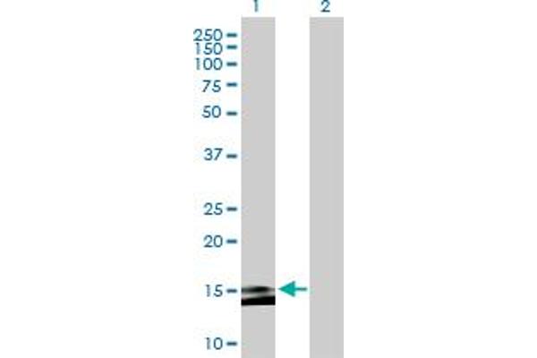 MS4A15 antibody  (AA 1-147)
