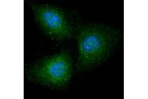 Immunofluorescent analysis of 4 % paraformaldehyde-fixed, 0. (GRB14 抗体  (AA 14-48))