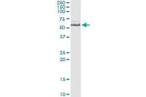 Immunoprecipitation of INPP5A transfected lysate using anti-INPP5A monoclonal antibody and Protein A Magnetic Bead , and immunoblotted with INPP5A MaxPab rabbit polyclonal antibody. (INPP5A 抗体  (AA 288-387))