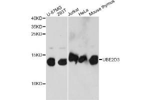 Western blot analysis of extracts of various cell lines, using UBE2D3 antibody. (UBE2D3 抗体)
