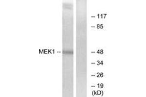 Western Blotting (WB) image for anti-MEK1 + MEK2 (MEK1 + MEK2) (AA 193-242) antibody (ABIN2889025) (MEK1 + MEK2 抗体  (AA 193-242))