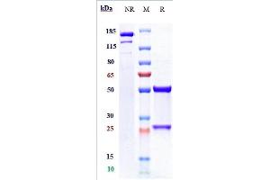Anti-NT5E / CD73 Reference Antibody (oleclumab) on SDS-PAGE under reducing (R) condition.