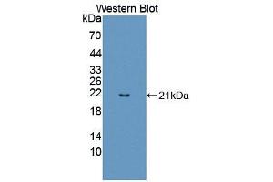 Western blot analysis of the recombinant protein. (FAM3B 抗体  (AA 30-187))