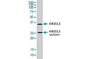 KIR2DL3 monoclonal antibody, clone 190IIC311. (KIR2DL3 抗体  (AA 19-161))