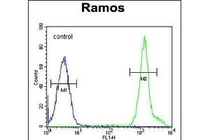 NIL1 Antibody (C-term) (ABIN655299 and ABIN2844886) flow cytometric analysis of Ramos cells (right histogram) comred to a negative control cell (left histogram). (NIPAL1 抗体  (C-Term))