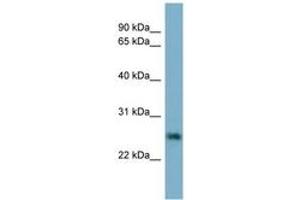 Image no. 1 for anti-Neurotrophin 4 (NTF4) (AA 35-84) antibody (ABIN6741989) (Neurotrophin 4 抗体  (AA 35-84))