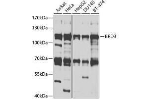 Western blot analysis of extracts of various cell lines, using BRD3 antibody (ABIN1678901, ABIN3015924, ABIN3015926 and ABIN6219475) at 1:1000 dilution. (BRD3 抗体  (AA 150-305))