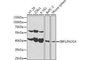 Western blot analysis of extracts of various cell lines, using EBP1/PG4 antibody  at 1:1000 dilution. (PA2G4 抗体  (AA 1-394))