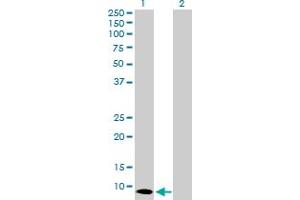 Western Blot analysis of S100A7 expression in transfected 293T cell line by S100A7 MaxPab polyclonal antibody. (S100A7 抗体  (AA 1-101))
