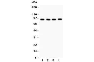 Western blot testing of VCP antibody and 1. (VCP 抗体  (AA 732-760))