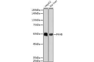 Western blot analysis of extracts of various cell lines, using P4HB antibody (ABIN7269560) at 1:1000 dilution. (P4HB 抗体)