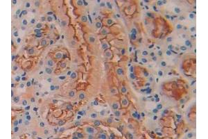IHC-P analysis of Mouse Kidney Tissue, with DAB staining. (BMP5 抗体  (AA 201-314))