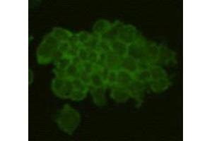 Immunocytochemistry (ICC) image for anti-RAS (RAD and GEM)-Like GTP Binding 2 (REM2) (C-Term) antibody (ABIN1854972) (REM2 抗体  (C-Term))