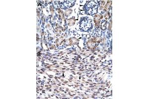 Immunohistochemical staining (Formalin-fixed paraffin-embedded sections) of human kidney (A) and human heart (B) with GFI1B polyclonal antibody  at 4-8 ug/mL working concentration. (GFI1B 抗体  (N-Term))