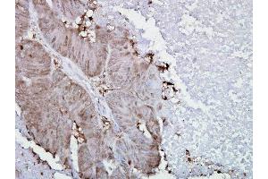 Immunohistochemistry analysis using Mouse Anti-Hsp90 alpha Monoclonal Antibody, Clone K41009 .