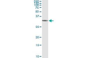 Immunoprecipitation of BRMS1 transfected lysate using anti-BRMS1 monoclonal antibody and Protein A Magnetic Bead , and immunoblotted with BRMS1 MaxPab rabbit polyclonal antibody. (BRMS1 抗体  (AA 1-246))
