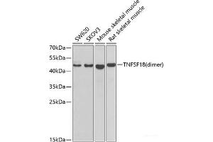 Western blot analysis of extracts of various cell lines using GITR Ligand/TNFSF18 Polyclonal Antibody at dilution of 1:1000. (TNFSF18 抗体)