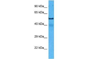 Host:  Rat  Target Name:  TUBA1A  Sample Tissue:  Rat Skeletal Muscle  Antibody Dilution:  1ug/ml (TUBA4A 抗体  (Middle Region))