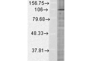 Western Blot analysis of Human HeLa cell lysates showing detection of HIF1 alpha protein using Mouse Anti-HIF1 alpha Monoclonal Antibody, Clone ESEE122 . (HIF1A 抗体  (AA 329-530) (Atto 488))