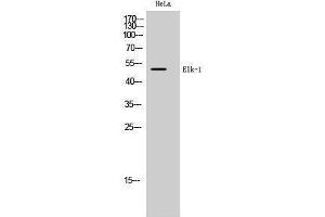 Western Blotting (WB) image for anti-ELK1, Member of ETS Oncogene Family (ELK1) (Ser334) antibody (ABIN3184457)