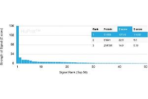 Analysis of Protein Array containing more than 19,000 full-length human proteins using S100B-Monospecific Recombinant Rabbit Monoclonal Antibody (S100B/1706R) Z- and S- Score: The Z-score represents the strength of a signal that a monoclonal antibody (Monoclonal Antibody) (in combination with a fluorescently-tagged anti-IgG secondary antibody) produces when binding to a particular protein on the HuProtTM array. (Recombinant S100B 抗体)