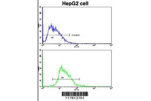 Flow cytometric analysis of HepG2 cells using ESR2 Antibody (bottom histogram) compared to a negative control cell (top histogram). (ESR2 抗体  (AA 369-397))