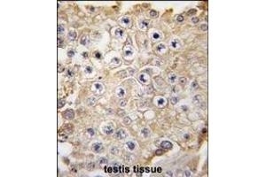 Formalin-fixed and paraffin-embedded human testis tissue reacted with PBP1 antibody (C-term) 7237e , which was peroxidase-conjugated to the secondary antibody, followed by DAB staining. (NAE1 抗体  (C-Term))