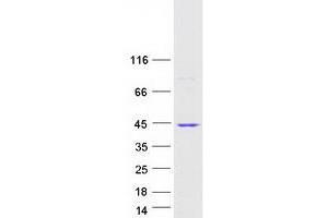 Western Blotting (WB) image for Zinc Finger Protein 346 (ZNF346) protein (Myc-DYKDDDDK Tag) (ABIN2736004)