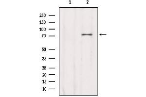 Western blot analysis of extracts from Sp2/0, using CCDC93 Antibody. (CCDC93 抗体  (C-Term))